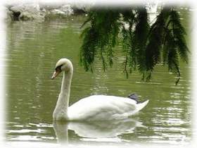 А белый лебедь на пруду-Лесоповал - А белый лебедь на пруду