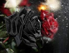 Аквариум (Черная роза - эмблема печали, красная роза - эмблема любви - Комиссар
