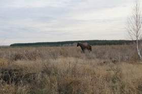 Барбарики - Далеко, далеко ускакала в поле молодая лошадь