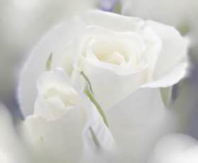 Букет из белых роз (Rmx) - Букет из белых роз (Rmx)