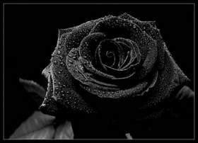 Эльдар Далгатов - Черная роза в сердце