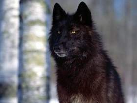 Дальнобойщики - Одинокий волк