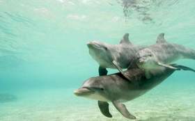 Дельфин - Любовь