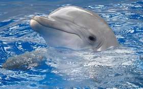 Дельфин - Мы обязательно встретимся, слышишь меня