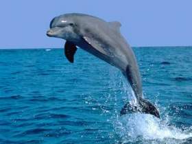 Dolphin (Дельфин) - Последнее слово