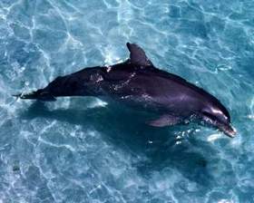 Гио ПиКа - Фонтанчик с чёрным дельфином