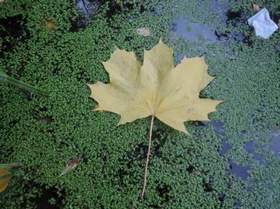 Колибри - Желтый лист осенний