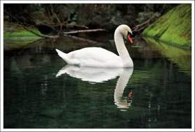 Лесоповал - А белый лебедь на пруду