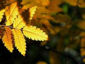 Листья жёлтые - Пламя