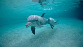 LOWA - Как дельфины мы уходим в плаванье