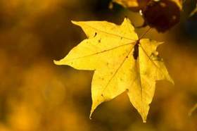 ЛТ - Листья желтые,большие.