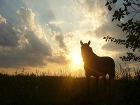 Любэ - Сяду я верхом на коня Выйду ночью в поле с конем Ночкой темной тихо