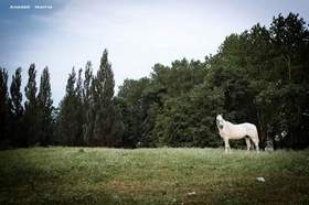 МОТО - - выйду ночью в поле с конем (обрезка)