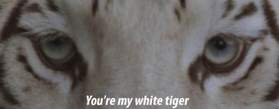 Our Last Night - White Tiger