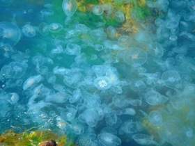 Семья медуз - мама медуза, папа медуз, ребенок медузенок