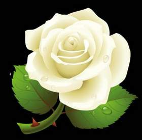 Шатун - Белые розы беззащитны шипы