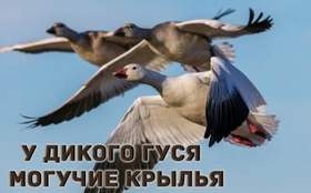 Соколов Андрей - У дикого гуся могучие крылья