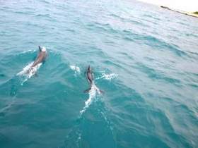 Света - Синеглазые дельфины