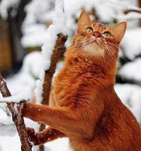 Талисман - Рыжий кот как солнышко сияет