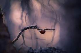 Сурган Валерий - В темно-синем лесу