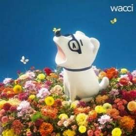 Wacci - Kirameki (OST Твоя Апрельская Ложь)